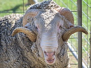 Merino Sheep Ram