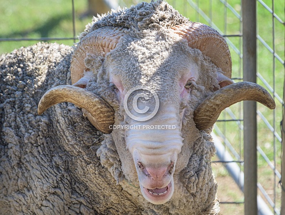 Merino Sheep Ram