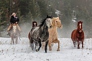 Horse-Saddle Horse