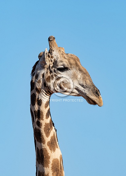 Giraffe Portrait