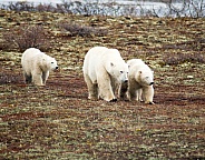 Wild Polar Bear with cubs