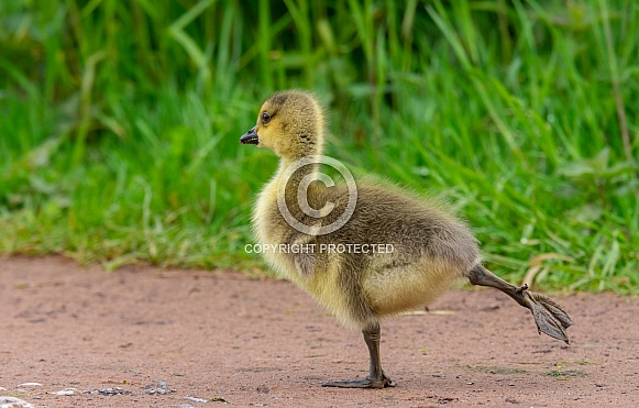 Gosling