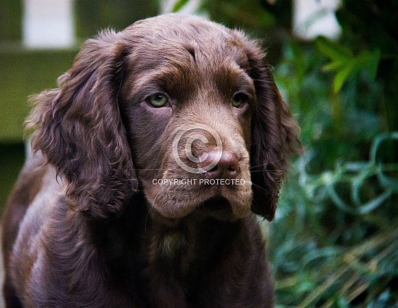 Cocker Spaniel Puppy