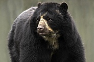 Andean Bear Close Up