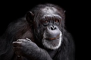 Chimpanzee Close Up Black Background