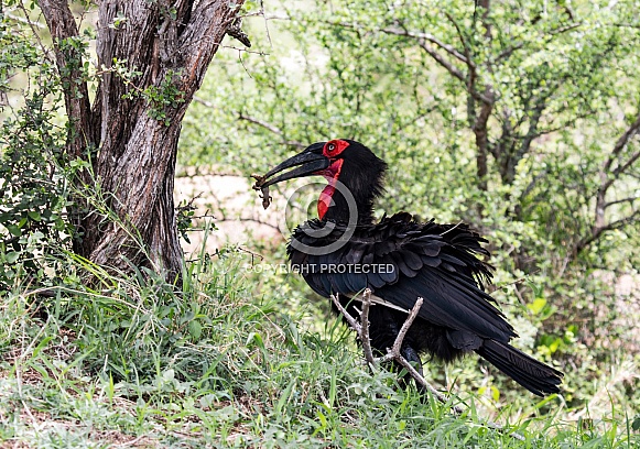 Southern Ground Hornbill