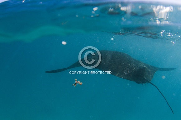 Manta Ray