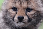 Cheetah cub close up