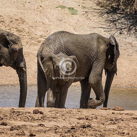 Baby Elephant