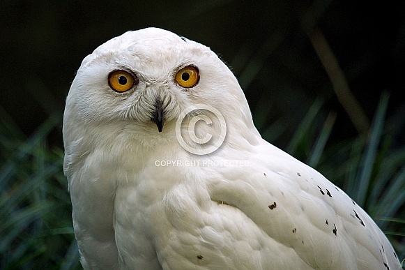 Snowy Owl Snowy Owl