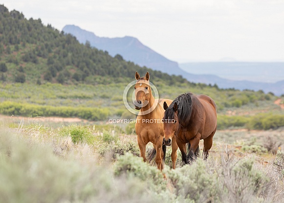 Equus caballus, domestic horse