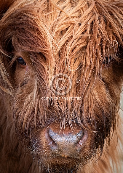 Highland cow