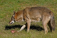 Red Wolf