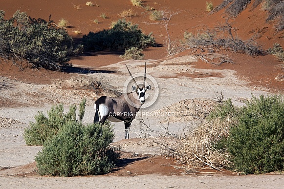 Gemsbok (Oryx) - Namibia