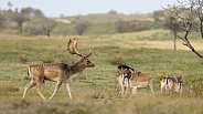 Fallow Deer