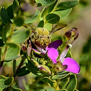 Male Carpenter Bee