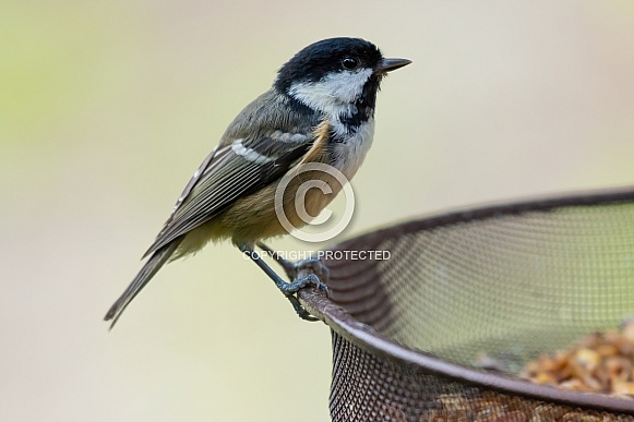 Coal Tit