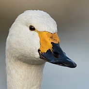 Bewick's Swan Portrait