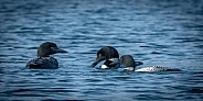 Common Loon (Gavia immer)