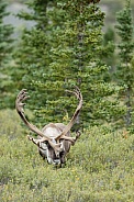 The reindeer or caribou (Rangifer tarandus)