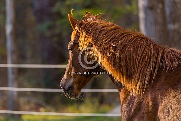 Peruvian Paso