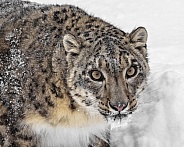 Snow Leopard-Endangered Beauty
