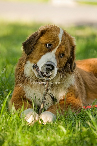 St. Bernard Dog