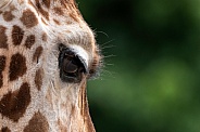 Close Up Giraffe Eye