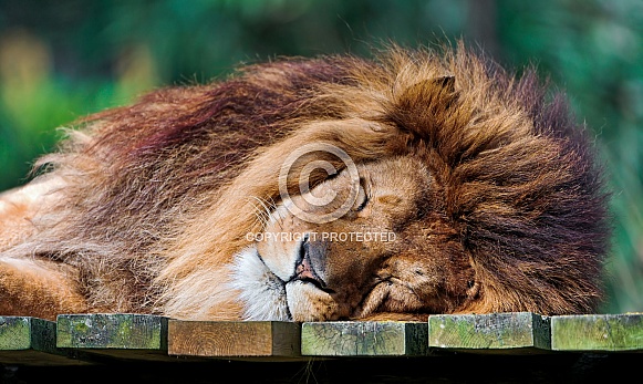 Lion Sleeping Lion Sleeping