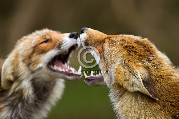 Red fox portrait Red fox portrait