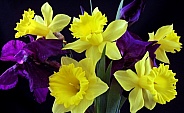 daffodils and iris