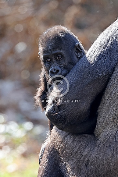 Western Lowland Gorilla (Gorilla Gorilla Gorilla) Western Lowland Gorilla (Gorilla Gorilla Gorilla)