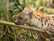Spotted Laughing African Hyenas