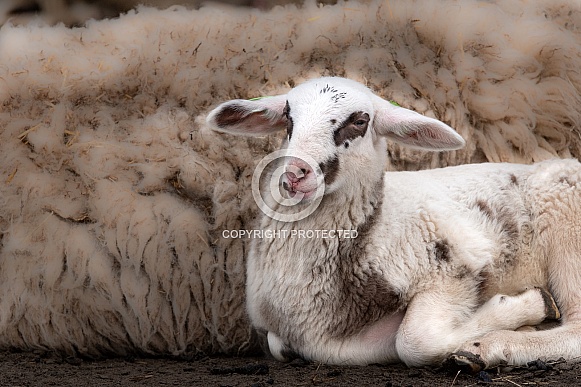 Lamb in the Netherlands