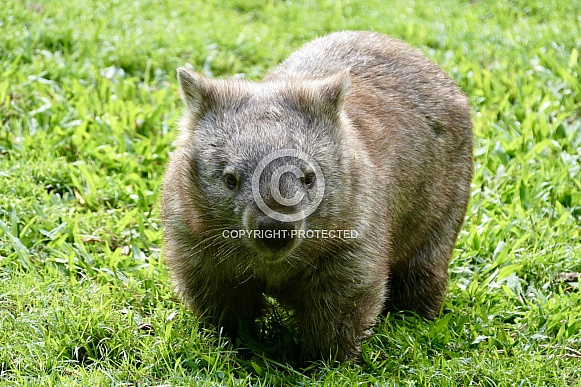 Bare-nosed/Common wombat