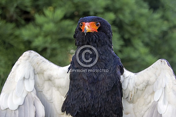 Bateleur (Terathopius ecaudatus) Bateleur (Terathopius ecaudatus)