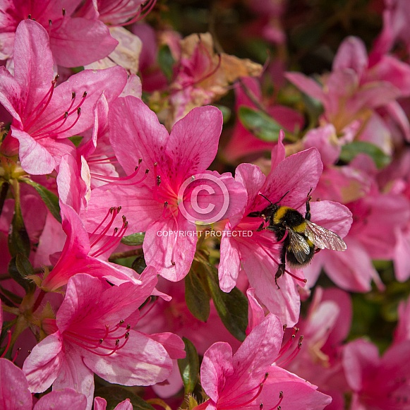 Bee on Pink Flowers