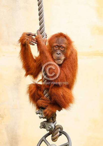 Sumatran Orangutan