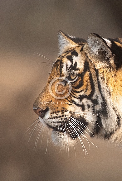 Bengal Tiger