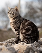 Grey Tabby Cat Half Profile