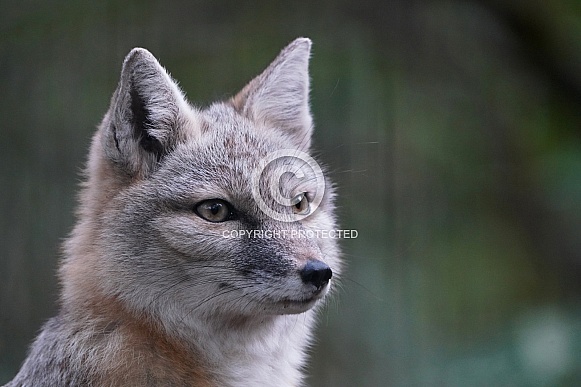 Corsac Fox