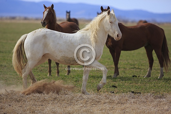 Wild Ranch Horses Wild Ranch Horses