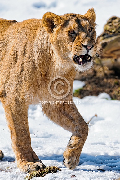 Lioness