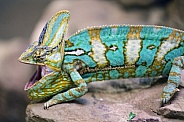 Chameleon with open mouth