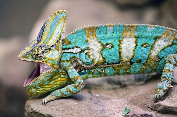 Chameleon with open mouth