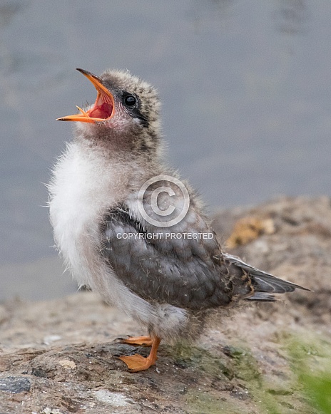 Arctic Tern Chick in Alaska Arctic Tern Chick in Alaska