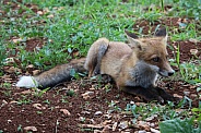 Young Fox Sitting In Grass