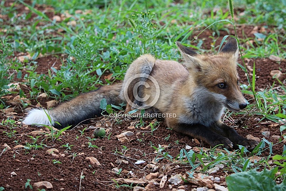 Young Fox Sitting In Grass Young Fox Sitting In Grass