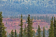 An Eagle Sits Amongst the Autumn Colors in the Wilderness of Denali Highway, Alaska