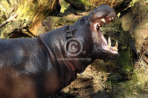 Pygmy Hippo